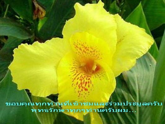 สมเด็จหลวงพ่อแพ วัดพิกุลทอง รุ่นแพ1รัตน สวยเดิม NO.2 /29....เริ่ม20บาท/.S.177