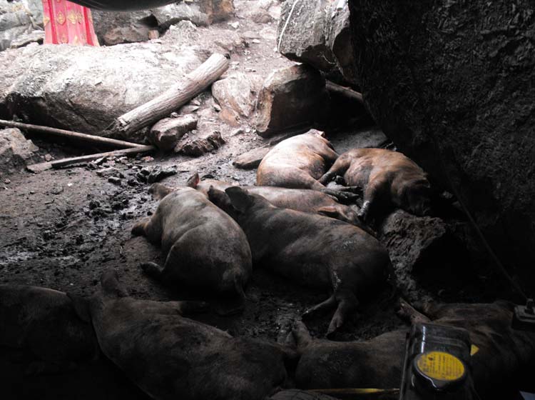 ประมูลการกุศล ถวายในหลวง//**รูปหล่อโบราณ หลวงพ่อโอด รุ่นสร้างโรงครัว ปี2528