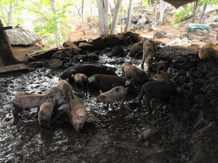 ประมูลการกุศล ถวายในหลวง//**รูปหล่อโบราณ หลวงพ่อโอด รุ่นสร้างโรงครัว ปี2528