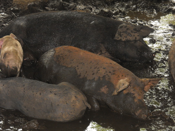 ประมูลการกุศล ถวายในหลวง//**รูปหล่อโบราณ หลวงพ่อโอด รุ่นสร้างโรงครัว ปี2528