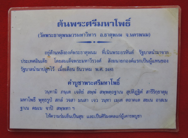 100 บาท ....ใบโพธิ์ ต้นพระศรีมหาโพธิ์ วัดพระธาตุพนม ศักดิ์สิทธิ์มาก พร้อมคาถาบูชา ราคาเบาๆ