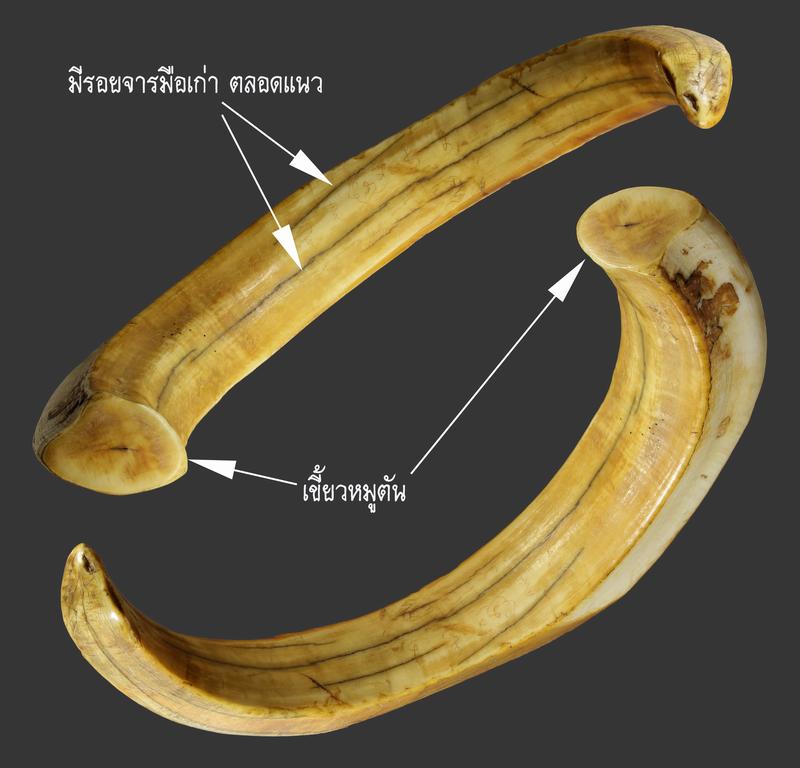 เขี้ยวหมูตัน สุดยอดทางมหาอุด คงกระพัน ป้องกันภัยได้สารพัด - 1