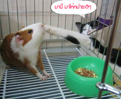 ชมภาพ  ขำๆ  กัน  คลายเครียดดีกว่า....?