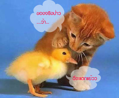 ชมภาพ  ขำๆ  กัน  คลายเครียดดีกว่า....?